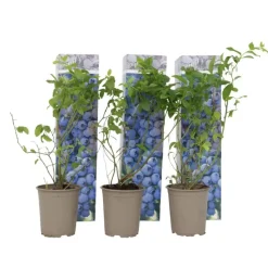 Blauwe bessen - Set van 3 - Vaccinium 'Sunshine Blue' - Hoogte 25-40cm - ⌀9cm