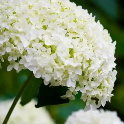 Bolhortensia - Set van 2 - Hydrangea 'Strong Annabelle' - Hoogte 30-40cm - ⌀19cm