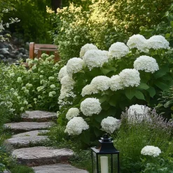 Bolhortensia - Set van 2 - Hydrangea 'Strong Annabelle' - Hoogte 30-40cm - ⌀19cm