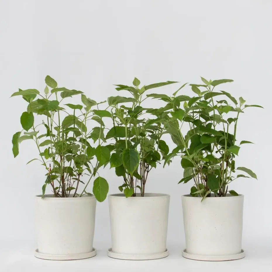 Bolhortensia - Set van 3 - Hydrangea 'Strong Annabelle' - Hoogte 30-40cm - ⌀19cm