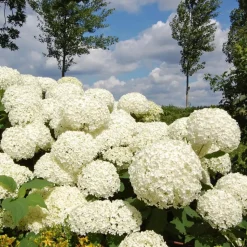 Bolhortensia - Set van 3 - Hydrangea 'Strong Annabelle' - Hoogte 30-40cm - ⌀19cm