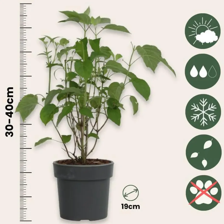 Bolhortensia - Set van 3 - Hydrangea 'Strong Annabelle' - Hoogte 30-40cm - ⌀19cm