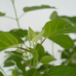 Bolhortensia - Set van 3 - Hydrangea 'Strong Annabelle' - Hoogte 30-40cm - ⌀19cm