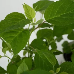 Bolhortensia - Set van 3 - Hydrangea 'Strong Annabelle' - Hoogte 30-40cm - ⌀19cm