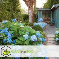 Bolhortensia - Set van 3 - Hydrangea 'Early Blue' - Hoogte 25-40cm - ⌀9cm