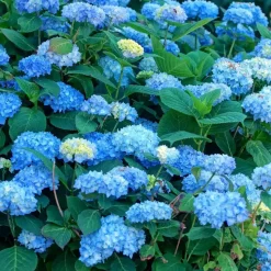 Bolhortensia - Set van 3 - Hydrangea 'Early Blue' - Hoogte 25-40cm - ⌀9cm