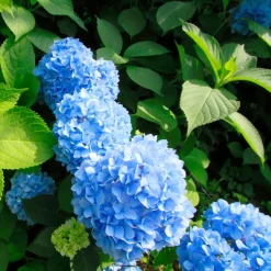 Bolhortensia - Set van 3 - Hydrangea 'Early Blue' - Hoogte 25-40cm - ⌀9cm