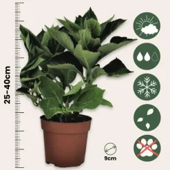 Bolhortensia - Set van 3 - Hydrangea 'Early Blue' - Hoogte 25-40cm - ⌀9cm