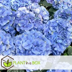 Bolhortensia - Set van 3 - Hydrangea 'Early Blue' - Hoogte 25-40cm - ⌀9cm