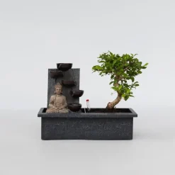 Bonsai met Buddha - Bonsai - Hoogte 25-35cm - ⌀29cm