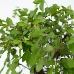 Bonsai met Buddha - Bonsai - Hoogte 25-35cm - ⌀29cm