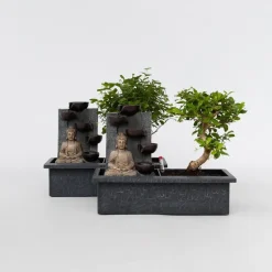 Bonsai met Buddha - Set van 2 - Bonsai - Hoogte 25-35cm - ⌀29cm