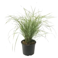 Bont struisriet - Calamagrostis acutiflora 'Overdam' - Hoogte 20-30cm - ⌀23cm