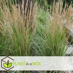 Bont struisriet - Calamagrostis acutiflora 'Overdam' - Hoogte 20-30cm - ⌀23cm