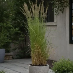 Bont struisriet - Calamagrostis acutiflora 'Overdam' - Hoogte 20-30cm - ⌀23cm