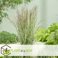 Bont struisriet - Calamagrostis acutiflora 'Overdam' - Hoogte 20-30cm - ⌀23cm