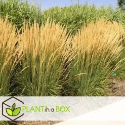 Bont struisriet - Calamagrostis acutiflora 'Overdam' - Hoogte 20-30cm - ⌀23cm