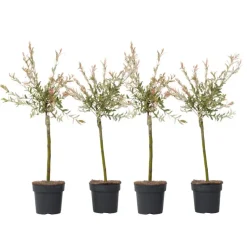 Bonte dwergwilg - Set van 4 - Salix integra 'Flamingo' - Hoogte 60-80cm - ⌀17cm