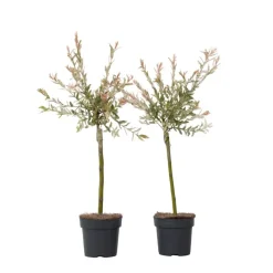 Bonte dwergwilg - Set van 2 - Salix integra 'Flamingo' - Hoogte 60-80cm - ⌀17cm