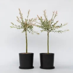 Bonte dwergwilg - Set van 2 - Salix integra 'Flamingo' - Hoogte 60-80cm - ⌀17cm