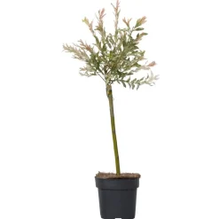 Bonte Wilg - Salix integra ´Flamingo' - Hoogte 60-80cm - Pot 17cm
