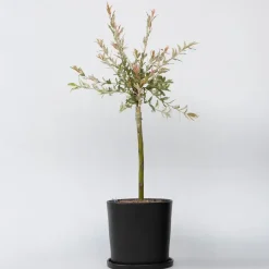 Bonte Wilg - Salix integra ´Flamingo' - Hoogte 60-80cm - Pot 17cm
