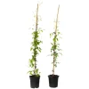 Bosrank - 2 stuks - Clematis 'Hagley Hybrid' - Hoogte 100-120cm - ⌀17cm
