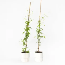 Bosrank - 2 stuks - Clematis 'Hagley Hybrid' - Hoogte 100-120cm - ⌀17cm