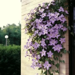 Bosrank - 2 stuks - Clematis 'Hagley Hybrid' - Hoogte 100-120cm - ⌀17cm