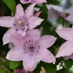 Bosrank - 2 stuks - Clematis 'Hagley Hybrid' - Hoogte 100-120cm - ⌀17cm