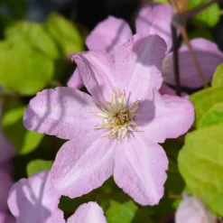 Bosrank - 2 stuks - Clematis 'Hagley Hybrid' - Hoogte 100-120cm - ⌀17cm