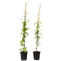 Bosrank - 2 stuks - Clematis 'The President' - Hoogte 100-120cm - ⌀17cm