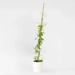 Bosrank - Clematis 'Hagley Hybrid' - Hoogte 100-120cm - ⌀17cm