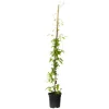 Bosrank - Clematis 'The President' - Hoogte 100-120cm - ⌀17cm