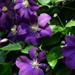 Bosrank - Clematis 'The President' - Hoogte 100-120cm - ⌀17cm