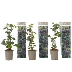 Bramenplant - Set van 3 - Rubus Thornless - Hoogte 25-40cm - ⌀9cm