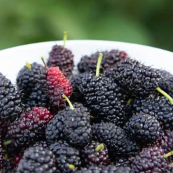 Bramenplant - Set van 3 - Rubus Thornless - Hoogte 25-40cm - ⌀9cm