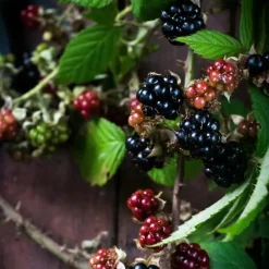 Bramenplant - Set van 3 - Rubus Thornless - Hoogte 25-40cm - ⌀9cm