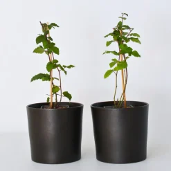 Bramenplant - Set van 2 - Rubus fruticosus 'Thornfree' - Hoogte 50-60cm - ⌀15cm