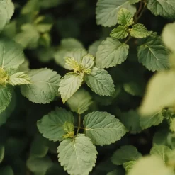 Bramenplant - Set van 2 - Rubus fruticosus 'Thornfree' - Hoogte 50-60cm - ⌀15cm