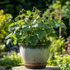 Bramenplant - Set van 2 - Rubus fruticosus 'Thornfree' - Hoogte 50-60cm - ⌀15cm