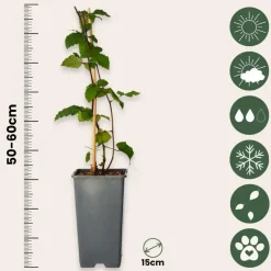 Bramenplant - Set van 2 - Rubus fruticosus 'Thornfree' - Hoogte 50-60cm - ⌀15cm