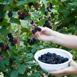 Bramenplant - Set van 2 - Rubus fruticosus 'Thornfree' - Hoogte 50-60cm - ⌀15cm