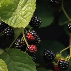 Bramenplant - Set van 2 - Rubus fruticosus 'Thornfree' - Hoogte 50-60cm - ⌀15cm