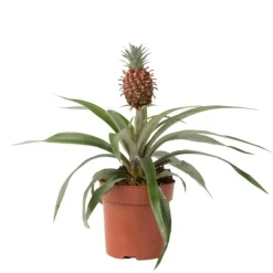 Bromelia - Ananas comosus 'Mi Amigo' - Hoogte 35-45cm - ⌀12cm