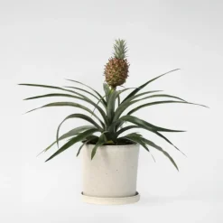 Bromelia - Ananas comosus 'Mi Amigo' - Hoogte 35-45cm - ⌀12cm