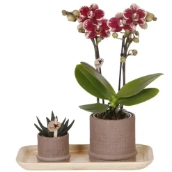 Cadeauset orchidee 'Cocktail S' - Phalaenopsis - Hoogte 30cm