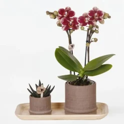 Cadeauset orchidee 'Cocktail S' - Phalaenopsis - Hoogte 30cm