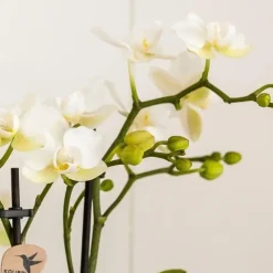 Cadeauset orchidee 'Marble S' - Phalaenopsis - Hoogte 30cm