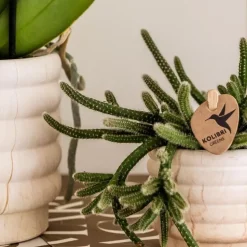 Cadeauset orchidee 'Marble S' - Phalaenopsis - Hoogte 30cm